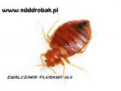 Zwalczanie pluskwy prusaków dezynsekcja