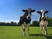 Dobrostan i ubój - Warszawa