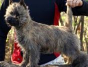 Cairn Terrier- rodowodowe (ZKwP/FCI) szczenięta po wybitnych rodzicach.