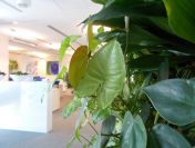 Rośliny doniczkowe Warszawa