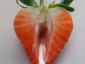 Wyliże i wyssam nektarek z twoich szparek (mąż nie musi wiedzieć)