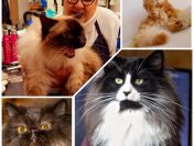 Salon Pielęgnacji Kotów Hau-Miał Zaprasza