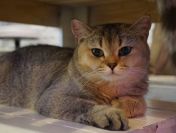 Wolontariusze potrzebni są w kocim azylu!