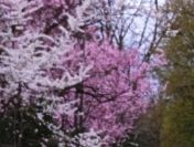 Porządki w ogrodzie i nie tylko...