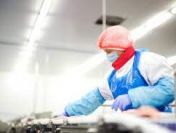 Pracownik Produkcji - Dział Przyjęcia Żywca Drobiowego