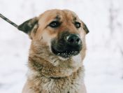 Doris - młoda, łagodna, niekonfliktowa sunia!