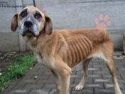 Kruszynka – dzielna, kochana sunia szuka domu