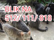 BEZDOMNE KOTKI PROSZĄ O TWOJĄ POMOC