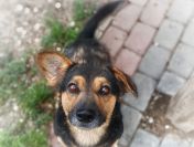 Baloo - fantastyczny niskopodłogowiec szuka domu!