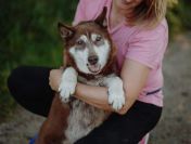 Luntek - mini husky o złotym sercu!