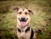 Magnus - młodziutki, wesoły, przyjazny psiak!