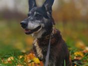 Hektor - nieduży, wesoły psiak który przeżył piekło