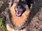 Fantastyczny Toster szuka domu!