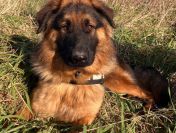 Karo - uśmiechnięty misiek szuka domu!