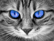 Koty z azylu do bezpłatnej adopcji!