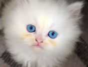 Koty w azylu czekają na Twoją pomoc!