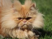 Prosimy, pomóż kotom w azylu!