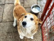 Reks - cudowny, domowy, niewielki psiak!