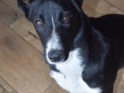 Pepa - wesoła, przyjazna suczka border mix szuka domu!