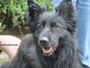 Psotka – młoda, energiczna i wierna jak owczarek!