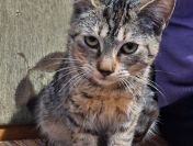 Młodziutkie koteczki szukają domów!