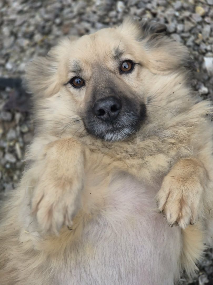 Maniuś – mały promyk radości szuka swojego człowieka  - Zdjęcie 1