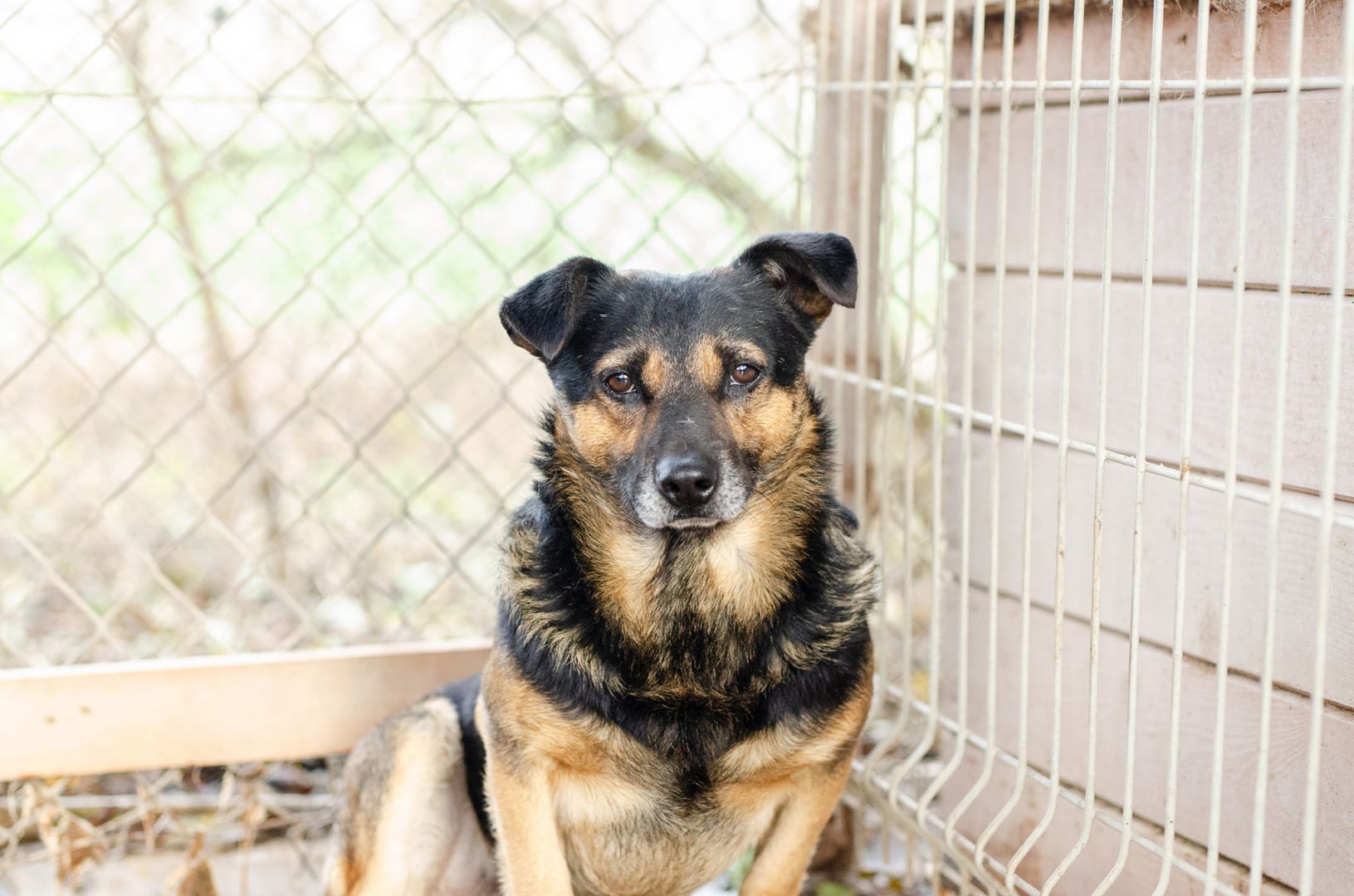 Edek - nieduży i niekonfliktowy psiak szuka domu!  - Zdjęcie 1