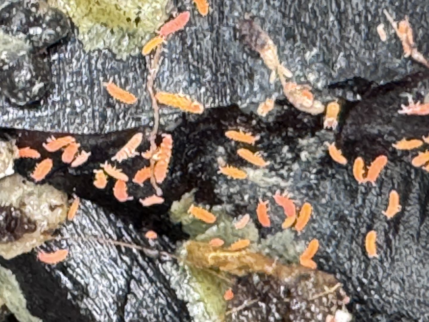 Pomarańczowe skoczogonki Yuukianura aphoruroides – 100 szt. Warszawa - Zdjęcie 1