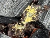 Żółte skoczogonki Ceratophysella isabellae “Yellow Albino” – ok. 100 szt.