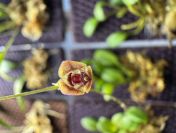 Stelis hirtzii – miniaturowy storczyk idealny do paludarium i terrarium