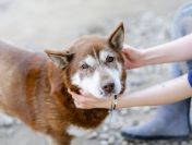 Luntek - niskopodłogowy czekoladek szuka domu!