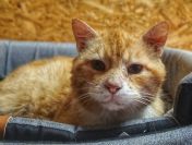 Garfield - rozmruczany przytulas szuka domu!