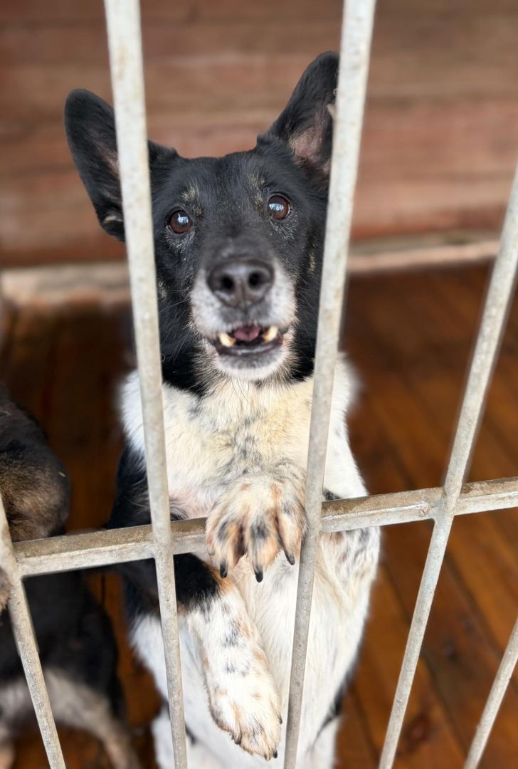Łatek - zakochany w człowieku, pokochasz go?  - Zdjęcie 1