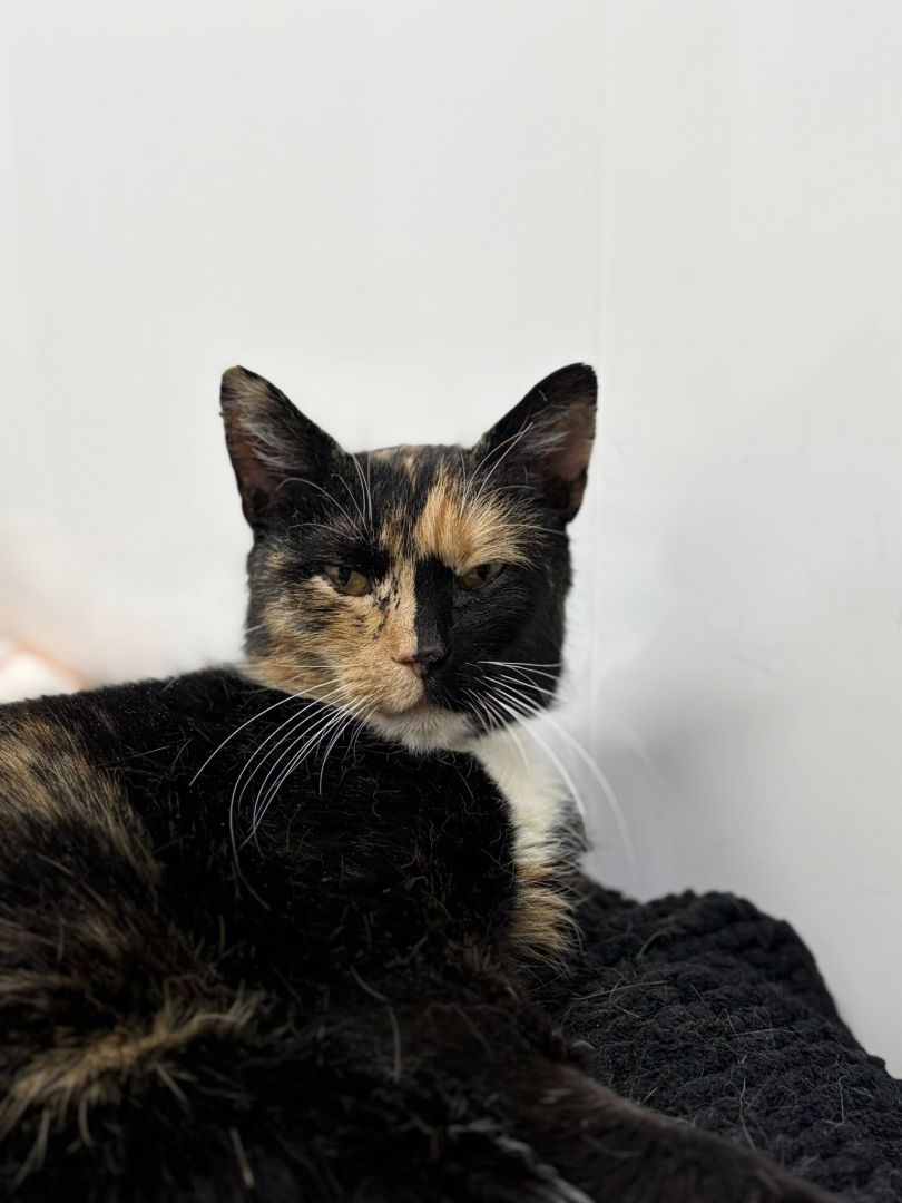 AMber - cudna szylkretka szuka domu!  - Zdjęcie 1