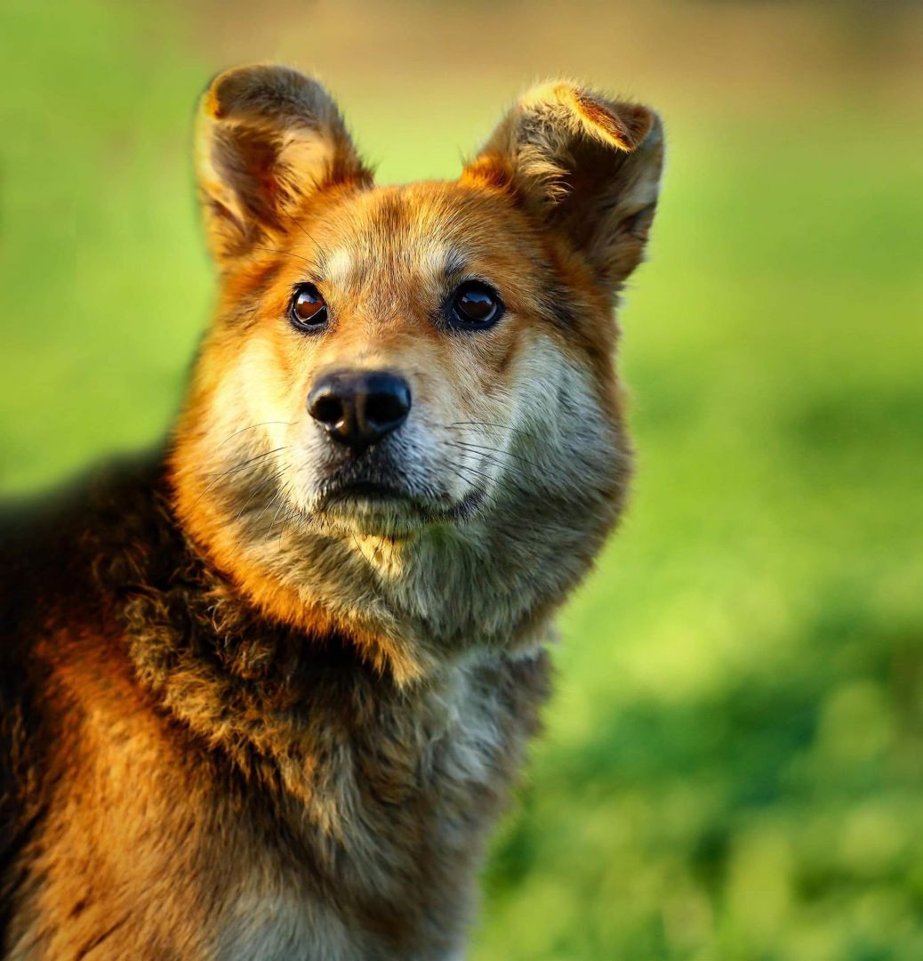 Fido - spokojny, kochany psiak szuka domu!  - Zdjęcie 1