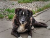 Wania - kochany psiak szuka domu!