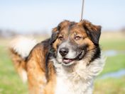 Uśmiechnięty Beet, super psiak szuka domu!