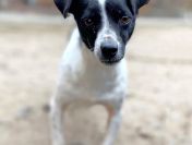 Kazia - niewielka, delikatna sunia szuka domu!