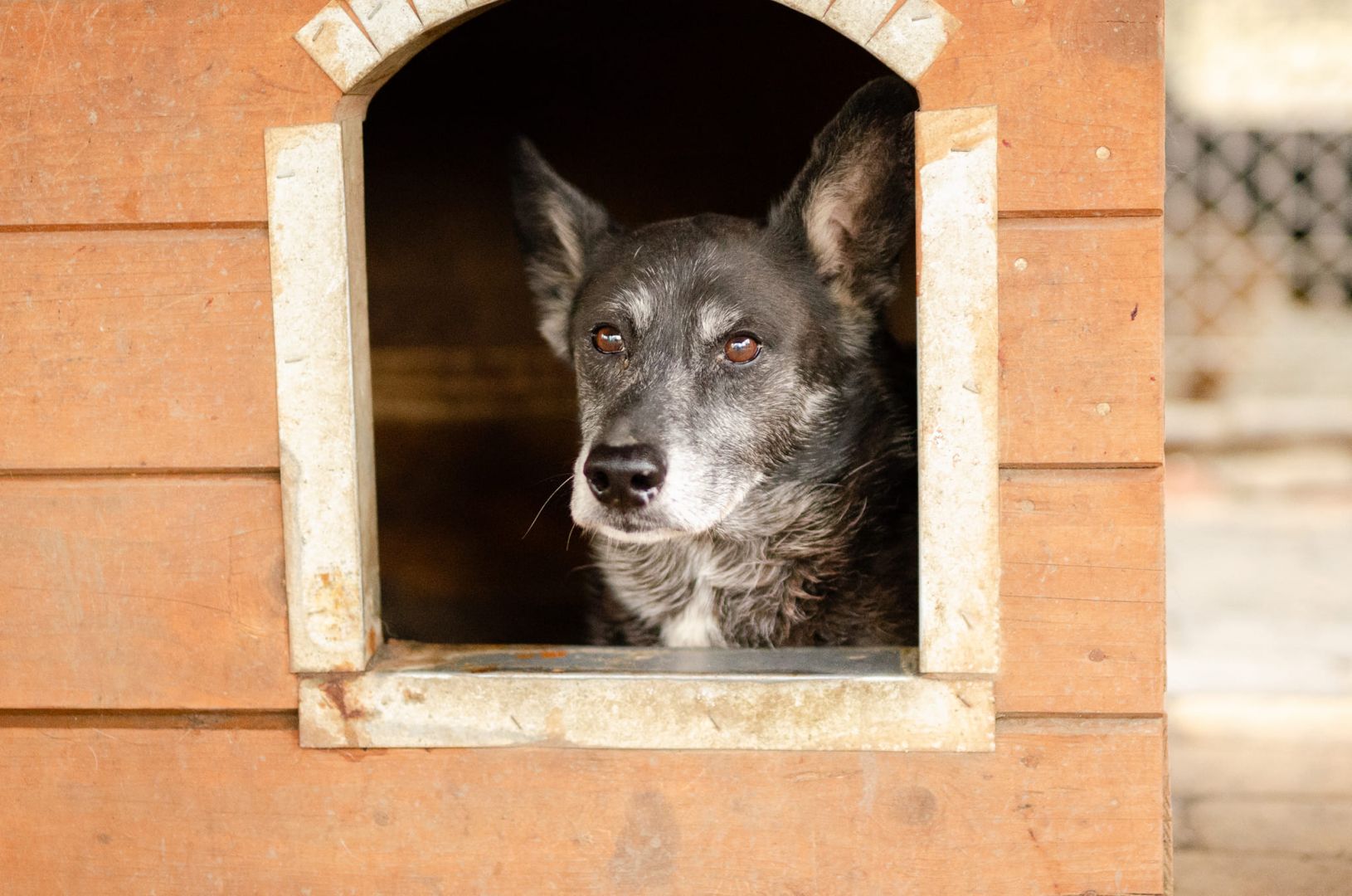 Hektor - dziadeczek wyrwany z piekła, pomocy!  - Zdjęcie 1