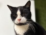 Sany - poczciwy starszy kotek szuka pilnie domu!