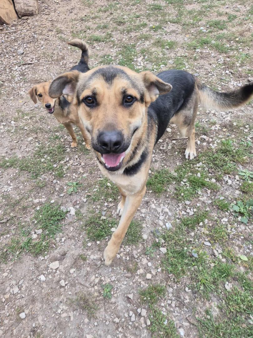 Magnus - duży pies o wielkim sercu szuka domu!  - Zdjęcie 1