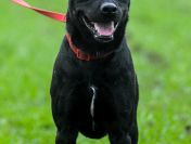 Bambo - wesoły, pełen życia, grzeczny psiak!