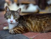 Elsa - cudna, niekonfliktowa koteczka szuka domu!