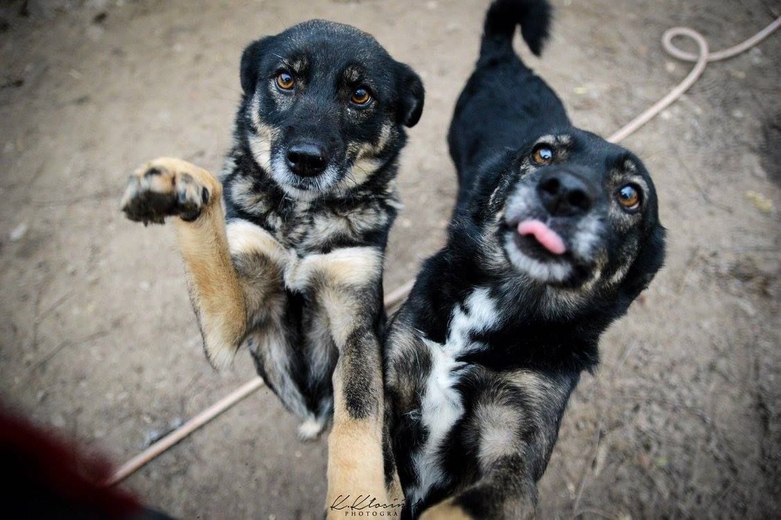 Megi i Pegi, cudowne siostry BŁAGAJĄ o dom!  - Zdjęcie 1