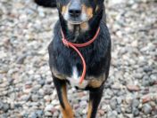 Puszek - psi anioł do pokochania!