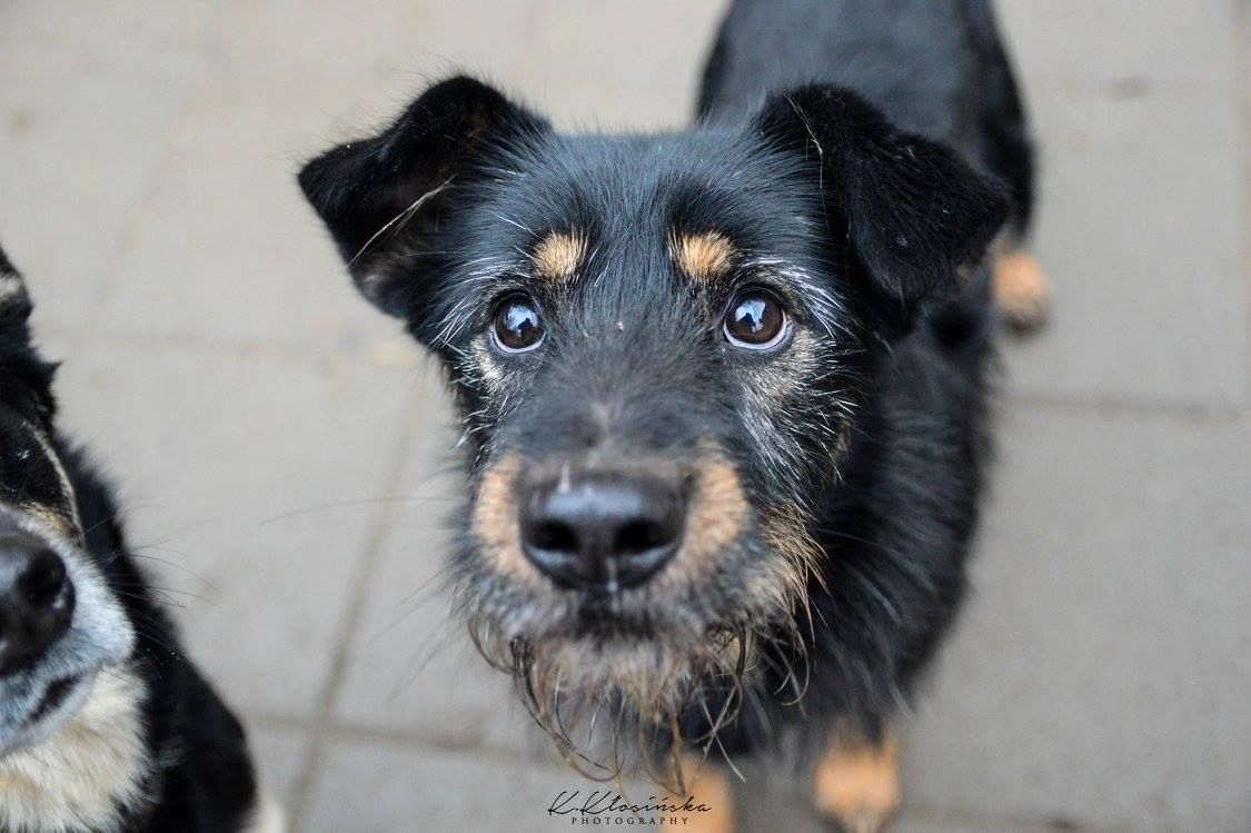 Disel - cudny, nieśmiały terrierek szuka domu!  - Zdjęcie 1