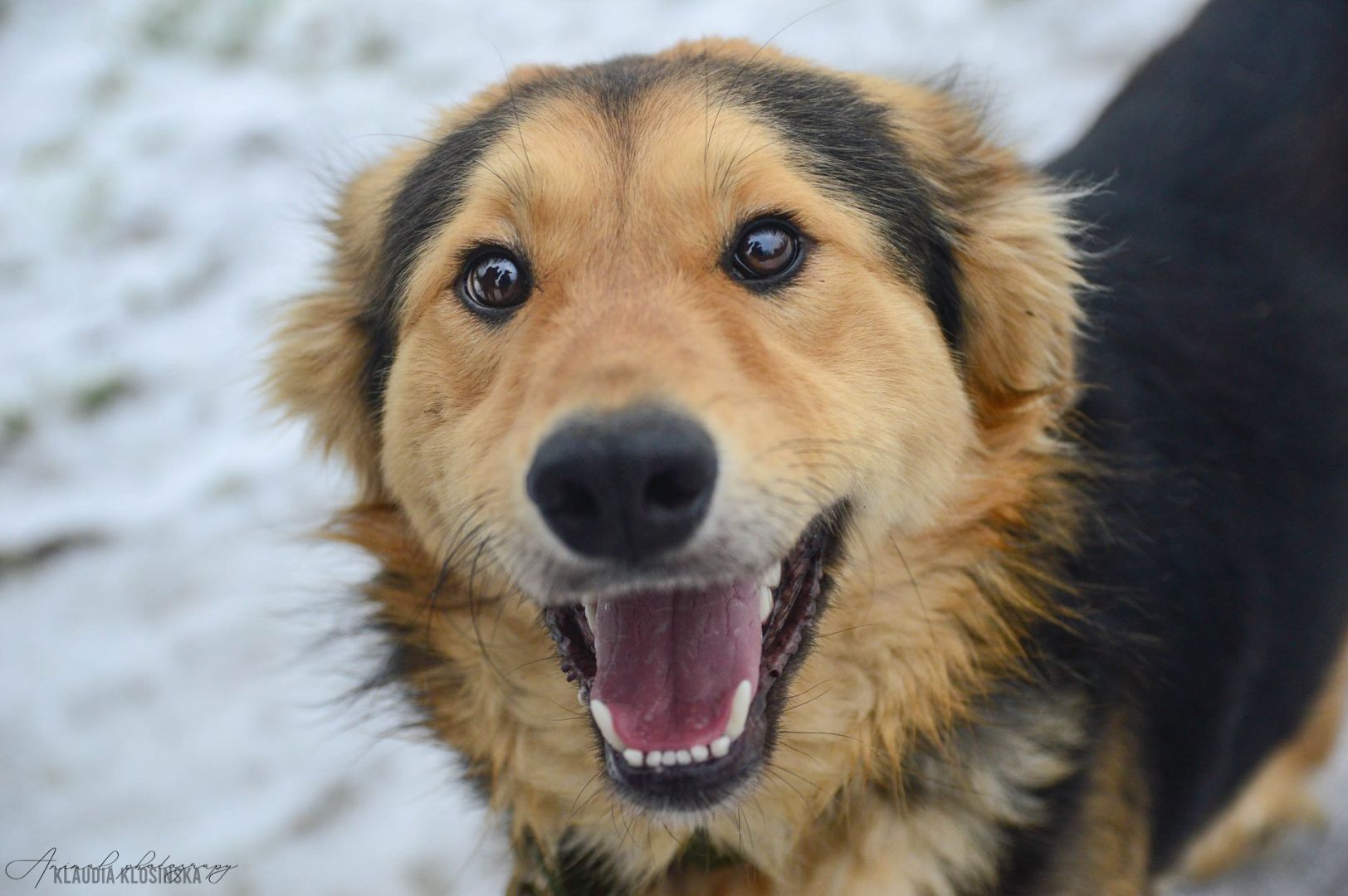 Dukat -  bez szans na dom? Pokochaj go!  - Zdjęcie 1