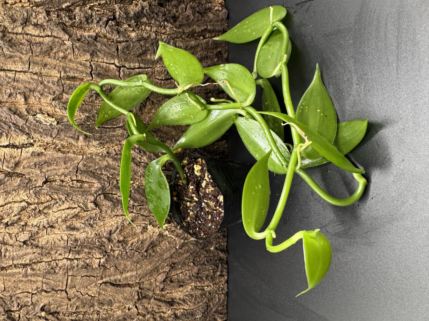 Sadzonka wanilii (Vanilla planifolia) – zdrowa, ukorzeniona Warszawa - Zdjęcie 1