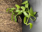 Sadzonka wanilii (Vanilla planifolia) – zdrowa, ukorzeniona