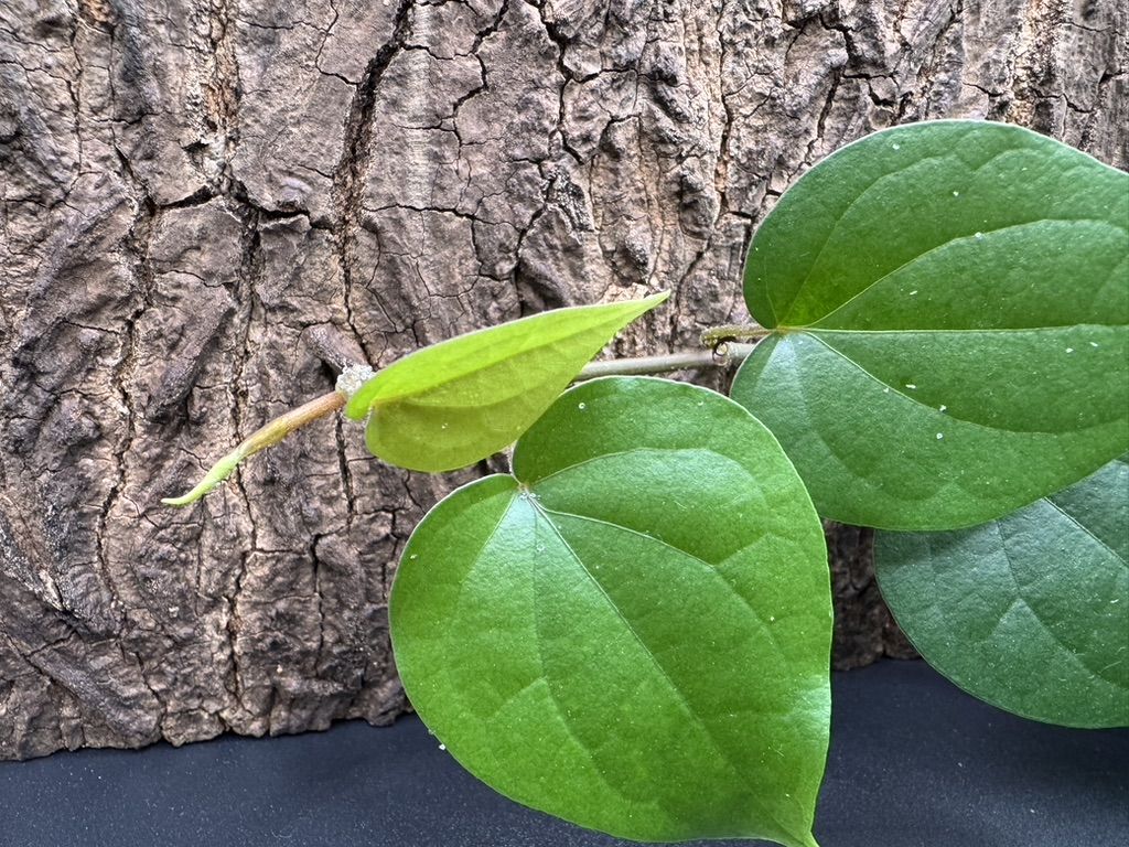 Sadzonka pieprzu czarnego (Piper nigrum) – żywa, zdrowa roślina Warszawa - Zdjęcie 1